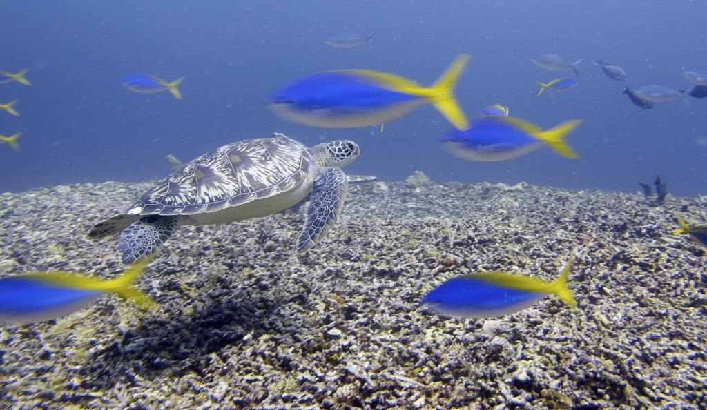 Breathe Villa Meno Gili Meno Eksteriør bilde